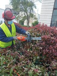 園林綠化工程施工要點(diǎn) 修剪、除草、砍雜與草坪鋪設(shè)